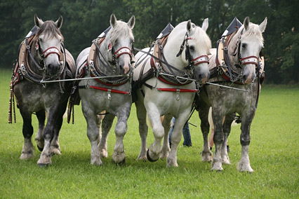 Kaltblutpferderasse Percheron