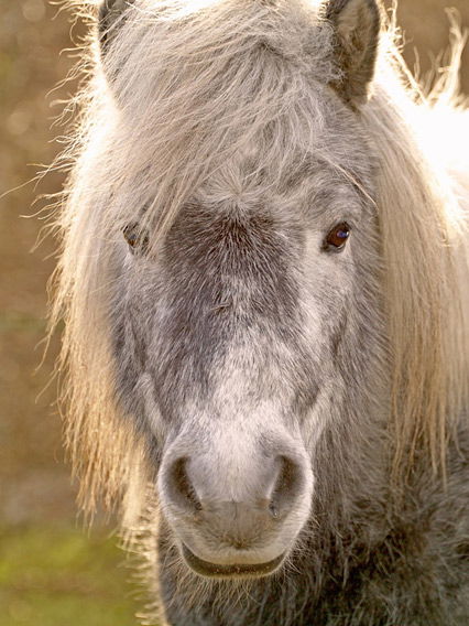 Robuste Pferderassen: Shetlandpony