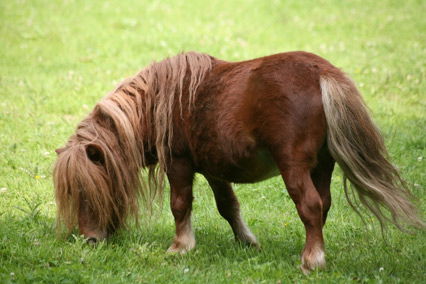 Mini-Shetty - die kleinste Pferderasse der Welt