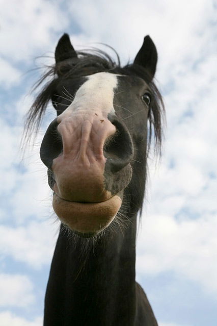 Shire Horse - die größte Pferderasse der Welt
