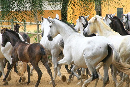 Spanische Pferde: Andalusier