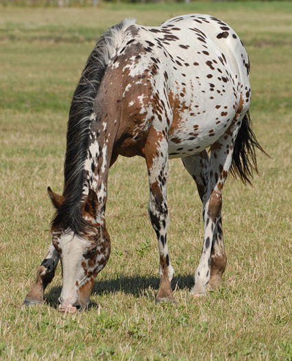 Indianer-Pferd Appaloosa