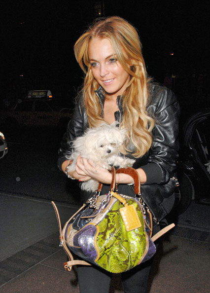 Lindsay Lohan mit ihrem Hund