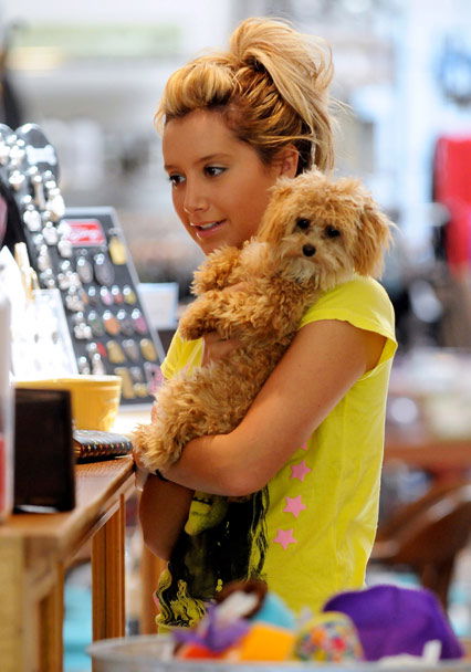 Ashley Tisdale und ihr Teddy-Hund