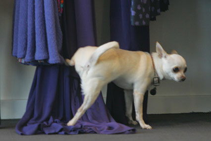 Nicole Richies Hund pinkelt