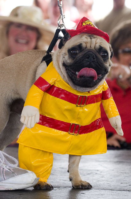 Mops im Feuerwehrkostüm
