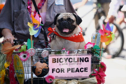 Mops im Fahrradkorb