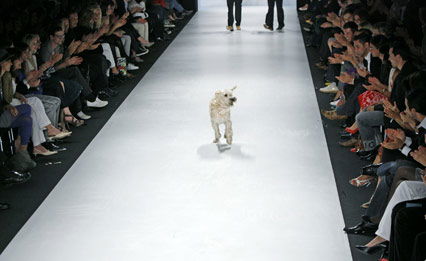 Hund auf dem Laufsteg