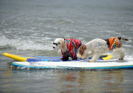 Hunde auf dem Surfbrett