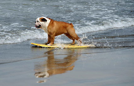 Surfen für Hunde