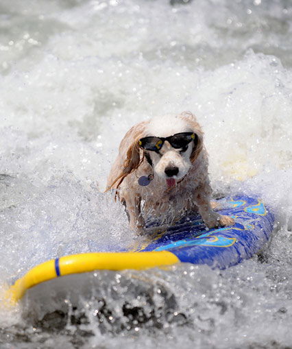 Pudel beim Surfen