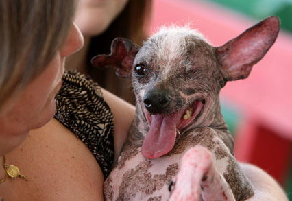 Ugliest Dog