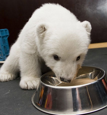 Eisbär Flocke beim Futtern