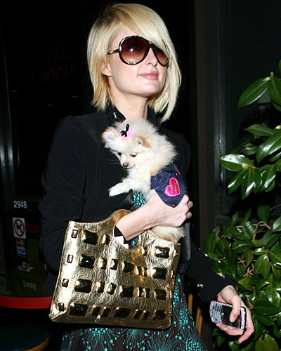 Paris Hilton sammelt Hunde