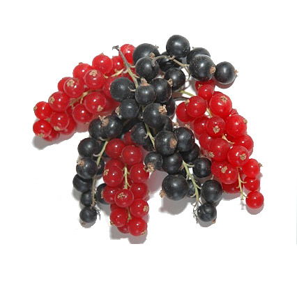 Rote Beeren für gute Abwehrkräfte