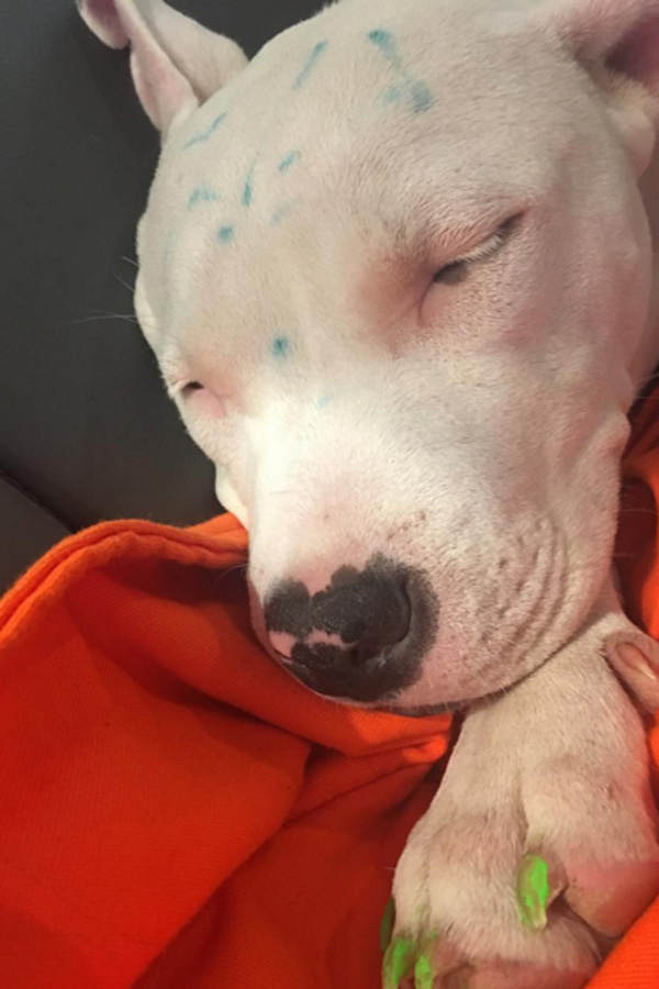 Miley Cyrus: Tierquälerei bei Milky?
