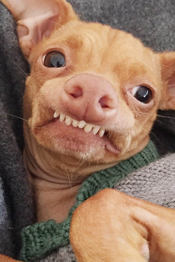 Tuna