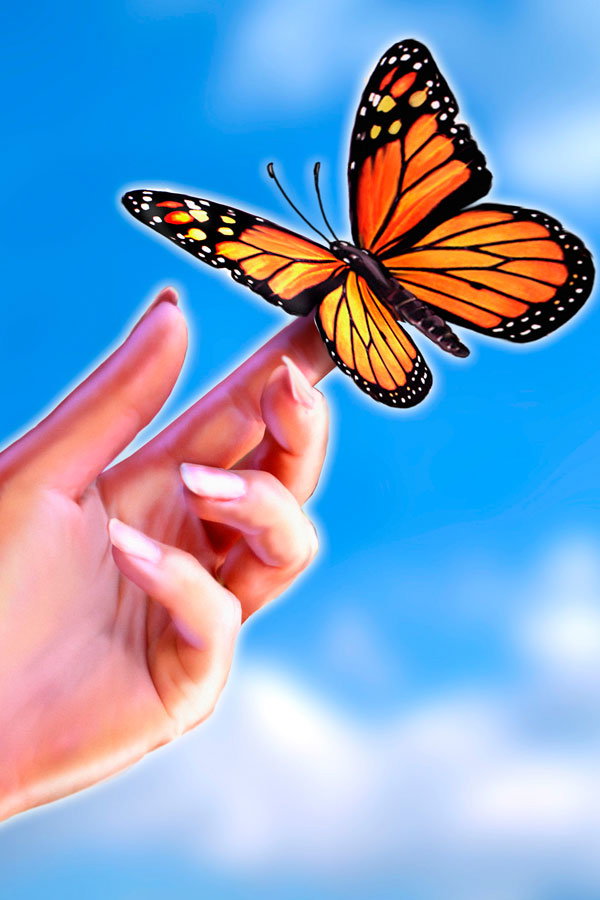 Einen Schmetterling in der Hand gehalten?