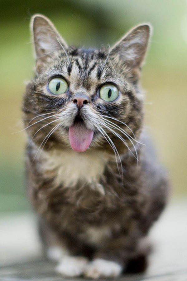 Lil Bub: tierischer YouTube-Star