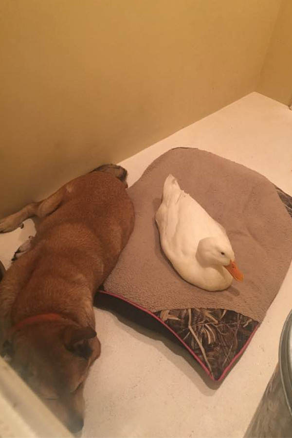 Hund trauert und eine Gans tröstet ihn