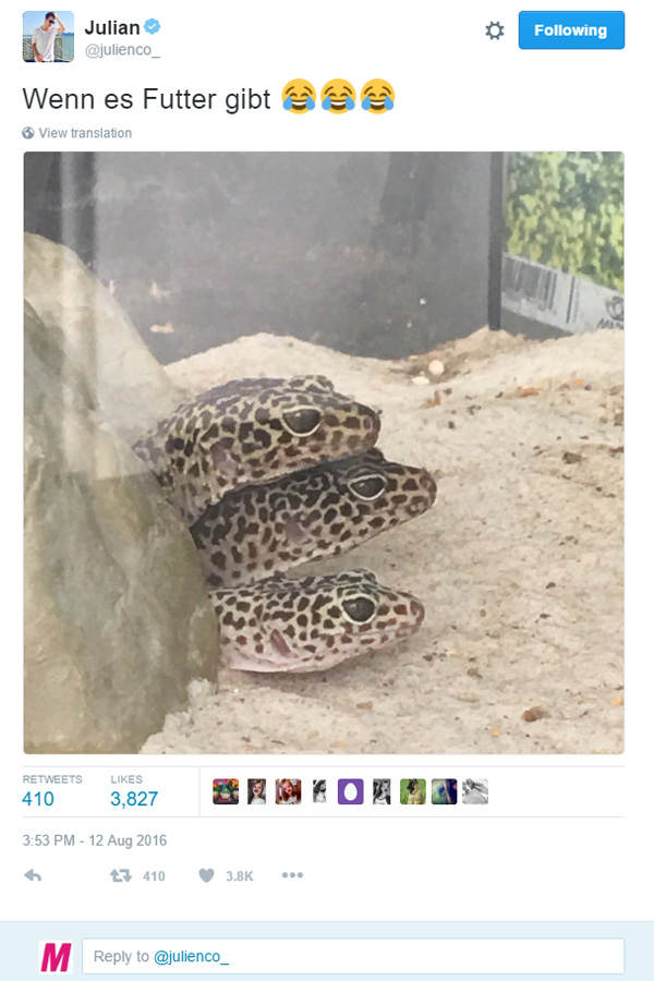 Julians süße Geckos