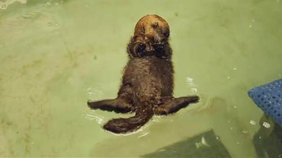 Baby-Otter lernt schwimmen