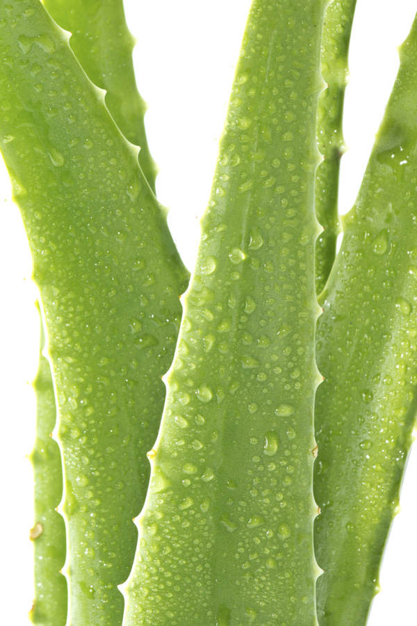 Mittelamerika liebt Aloe Vera