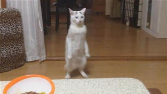 Katze Momotaro läuft rückwärts