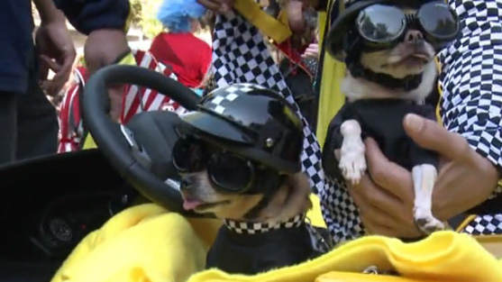 Halloween-Parade für Hunde