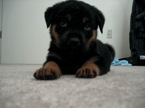 Hundebaby will dich fangen
