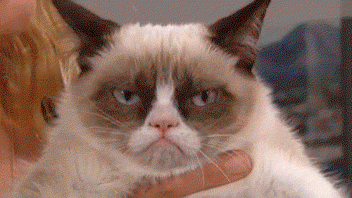 Grumpy Cat