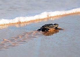 schildkroete-kriecht-ins-meer-275x198-bild-1-789837.jpg