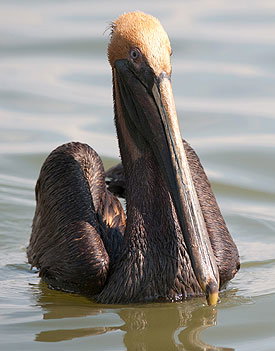oelverschmierter-vogel-275x351-bild-2-789837.jpg