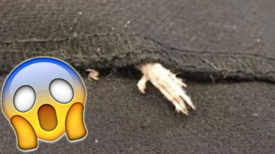Schock: Tote Maus im Kleid eingenäht