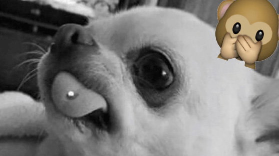 hund-piercing-inline-2116965.jpg
