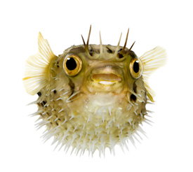 kugelfisch-inline-2052657.jpg