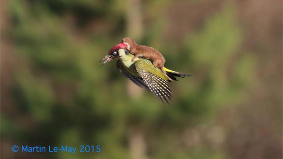 #WeaselPecker erobert das Internet