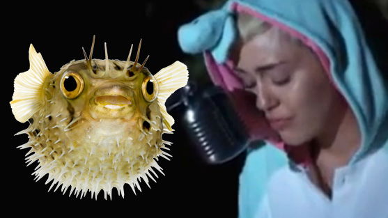 Miley Cyrus: Herzzerreißender Song über toten Fisch