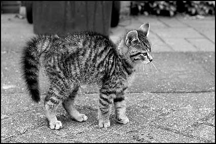 Katerchen Findus
