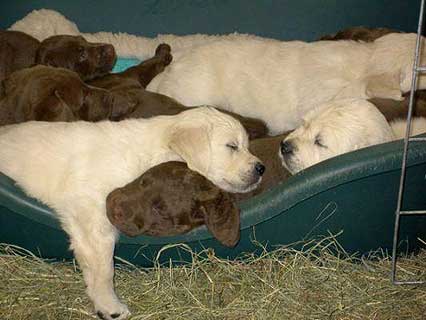Braune und weiße Hundewelpen