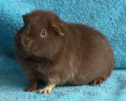 Meerschweinchen Balu