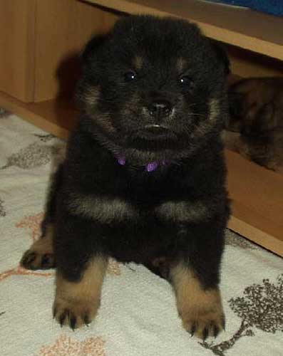 Hundewelpe Benji
