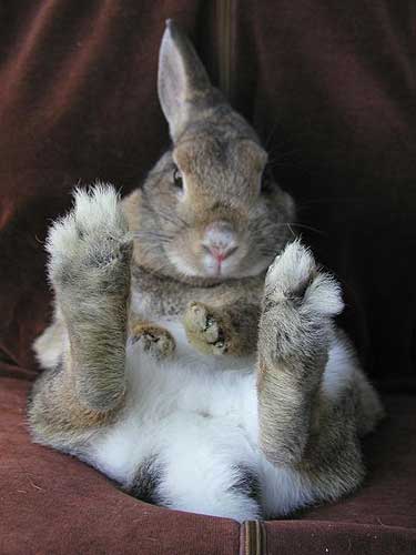 Hase Cäsar