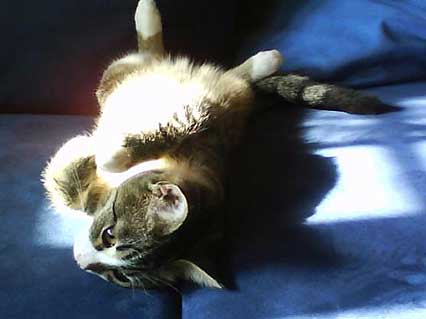 Süßes Katzenbaby
