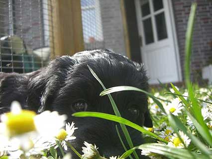 Hündchen Emily