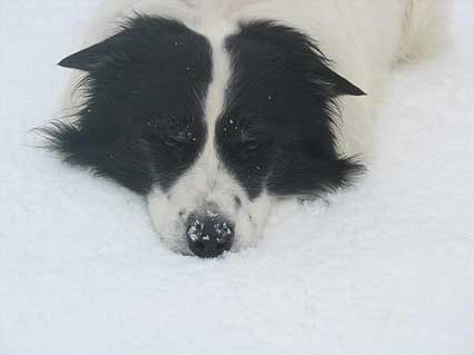 Hund Garry im Schnee
