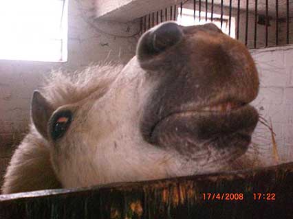 Pony Jepetto