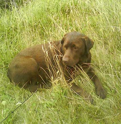 Labradorhündin Lilly