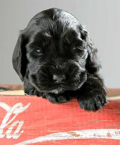 Welpe Lucky