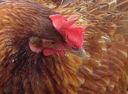 Huhn Merle